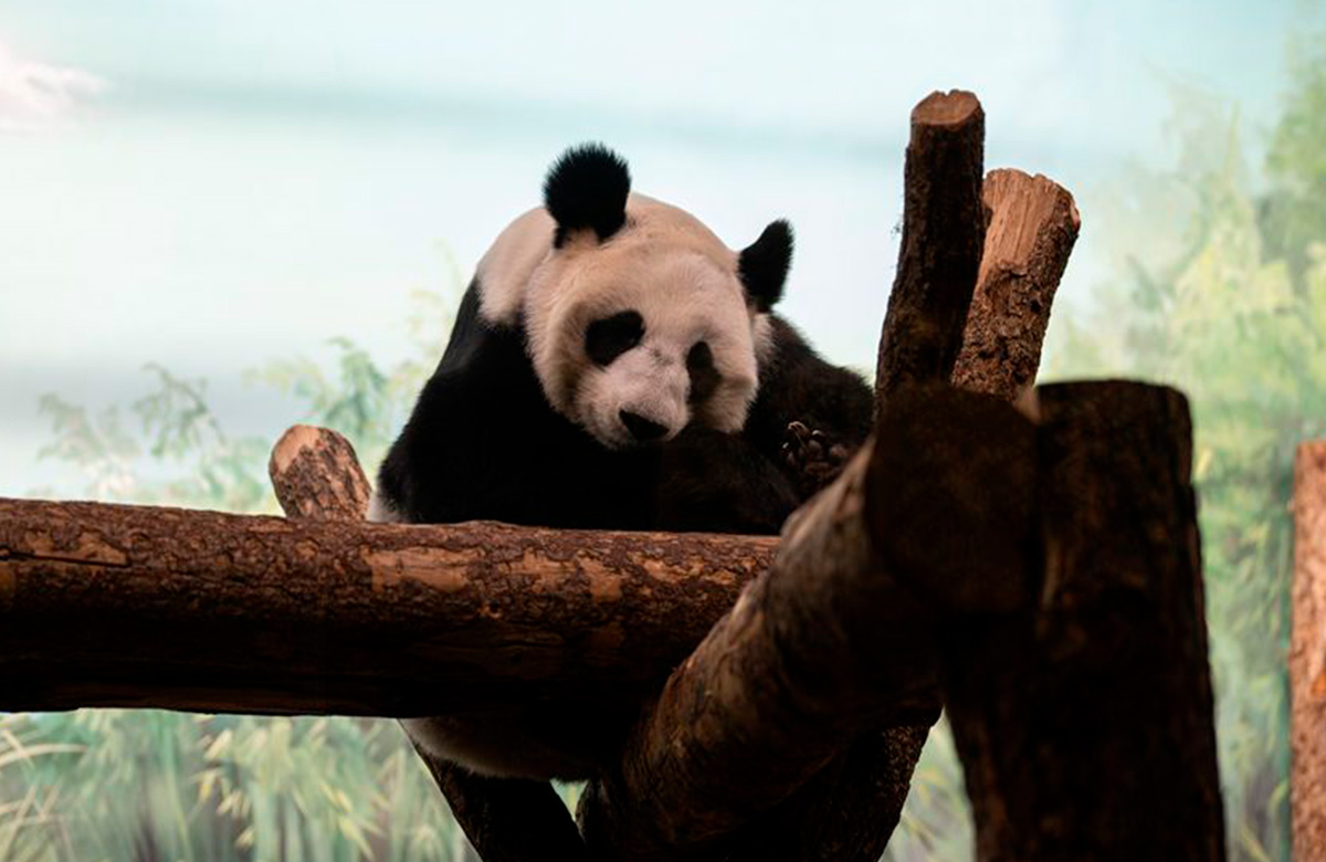 “Mensageiros da amizade” da China chegam à Rússia