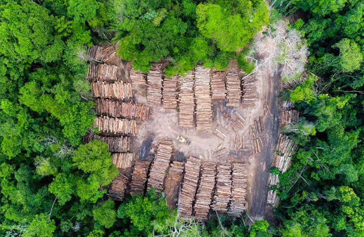 Coalizão busca triplicar concessão de floresta na Amazônia contra desmate